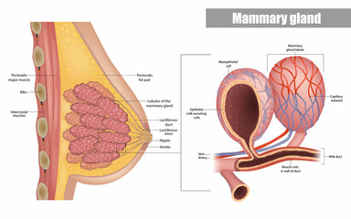 Anatomy of the female breast side view. Structure of the Milk ducts and Lobules of the mammary gland. Mammary Alveoli and Myoepithelial cell. - obrazy, fototapety, plakaty