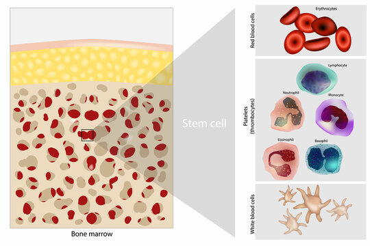 Bone marrow Stem cell. Platelets, Red and White blood cells.