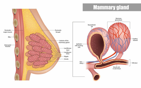 Vetor de Mammary gland. Vector illustration showing cross section of female  breast with the names of the constituent parts isolated on white  background. do Stock