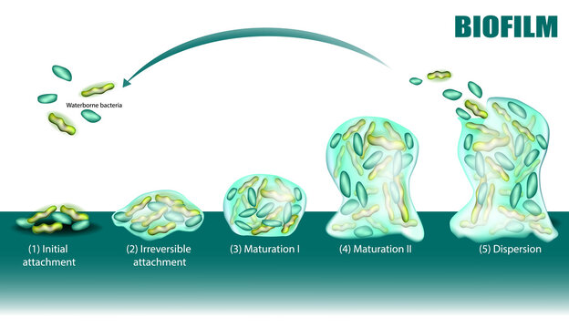Process of Biofilm formation five stages with development and dispersion diagram. Adhesion of waterborne bacteria on surface.