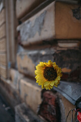 A sunflower lies on the windowsill of an old building in the city. An artificial sunflower was...