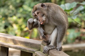 Macaques in monkey park in Ubud, Bali, Indonesia - 678844036