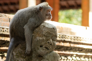 Macaques in monkey park in Ubud, Bali, Indonesia - 678844091