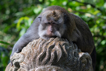 Macaques in monkey park in Ubud, Bali, Indonesia - 678844223