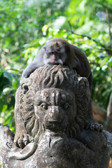 Macaques in monkey park in Ubud, Bali, Indonesia - 678844281