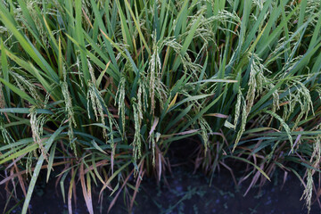 Rice platation in Bali, Indonesia