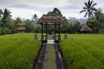 Fototapeta na wymiar Rice platation in Bali, Indonesia