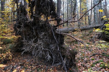 Roots of a fallen pine in the forest