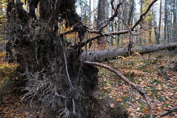 Roots of a fallen pine in the forest