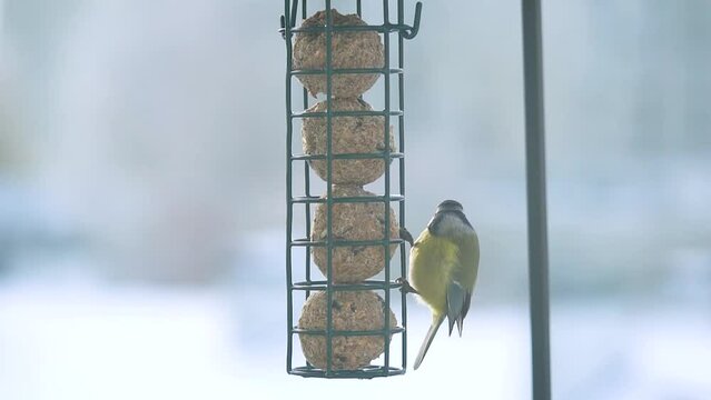 eurasian blue tit perching on a bird feeder and eating