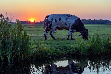 A big-billed cow grazes along a ditch at the Meerpolder in Zoetermeer as the sun sets in the background over Stompwijk, Netherlands