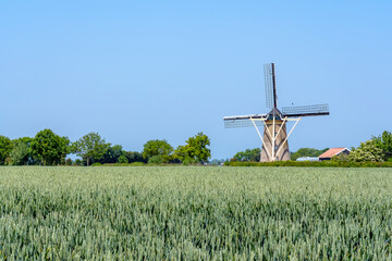 Behind this cornfield is Mill De Korenhoop in Meliskerke, Zeeland