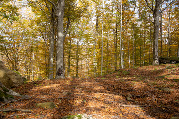 Landscape of a chestnut forest in autumn above an undergrowth of dry leaves, Monte Amiata, Tuscany, Italy