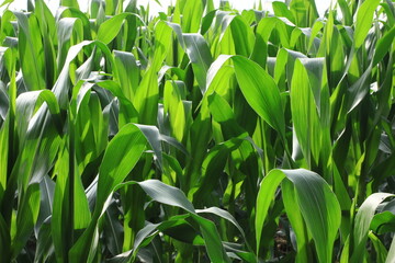 Corn crop on the farm
