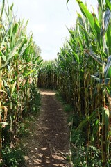 Lost in a corn maze
