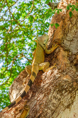 Close up of iguana on tree over green background