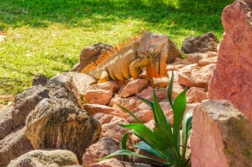 Close up of iguana on rocks and green grass lawn