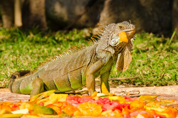 Close up of iguana on green grass lawn eating fruits
