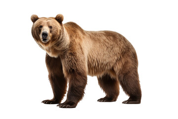 A bear isolated on a transparent background. - obrazy, fototapety, plakaty