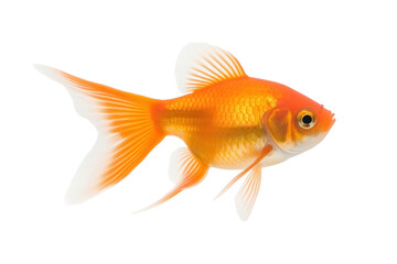 A beautiful goldfish isolated on a transparent background.