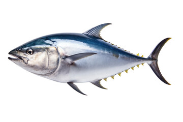 A big tuna fish isolated on a transparent background.