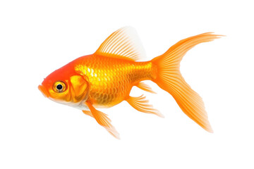 A beautiful goldfish isolated on a transparent background.