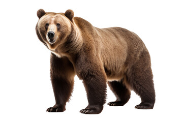 A bear isolated on a transparent background.