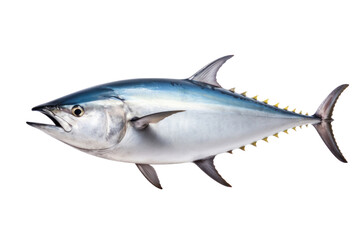 A big tuna fish isolated on a transparent background.