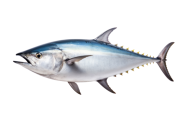 A big tuna fish isolated on a transparent background.