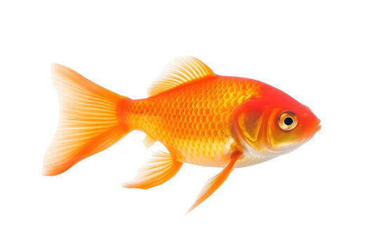 A beautiful goldfish isolated on a transparent background.