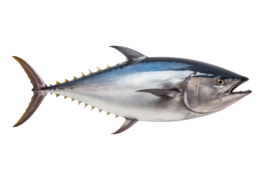 A big tuna fish isolated on a transparent background.