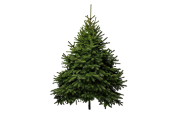 A christmas tree isolated on a transparent background.