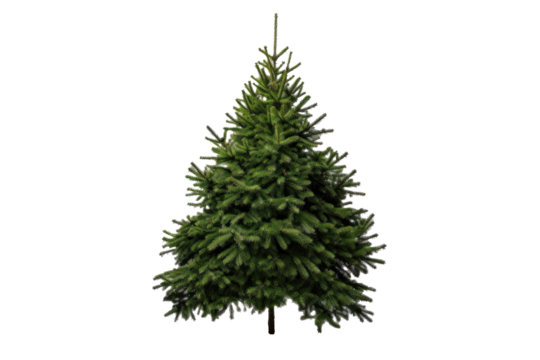 A christmas tree isolated on a transparent background.