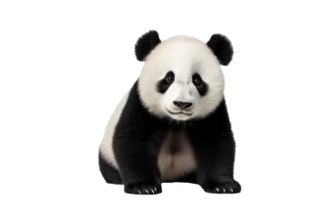 Foto op Plexiglas A cute panda isolated on a transparent background. © tong2530
