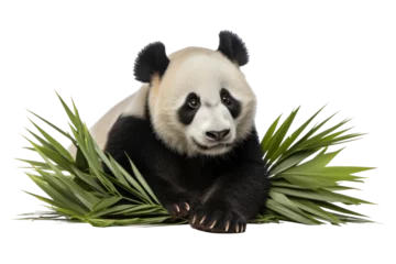 Fototapete A cute panda isolated on a transparent background. © tong2530