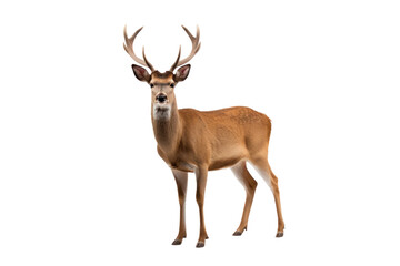 A deer isolated on transparent background.
