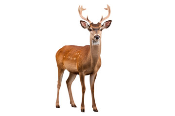 Fototapeta premium A deer isolated on transparent background.