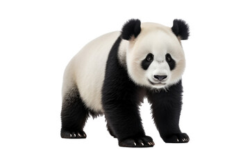 A panda isolated on a transparent background.