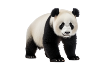 A panda isolated on a transparent background.