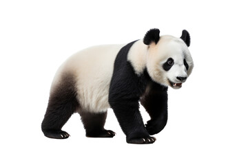 Obraz premium A panda isolated on a transparent background.