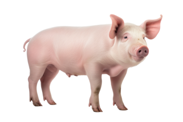 A pig isolated on a transparent background.