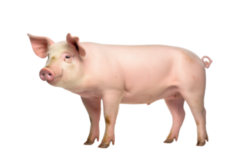 A pig isolated on a transparent background.