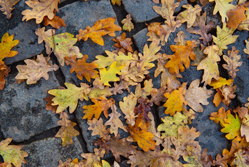 Carpet of oak leaves in autumn on paving stones