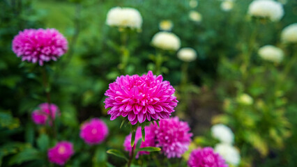Delicate chrysanthemums bloom in late autumn. Late garden flowers in autumn