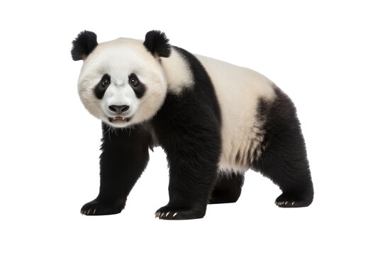 A panda isolated on a transparent background.