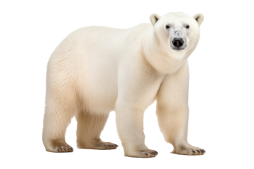 A polar bear isolated on a transparent background.