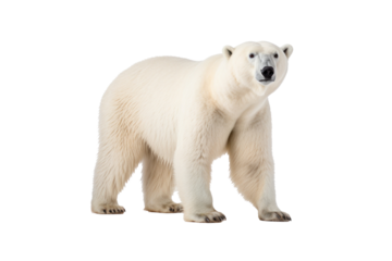 A polar bear isolated on a transparent background.