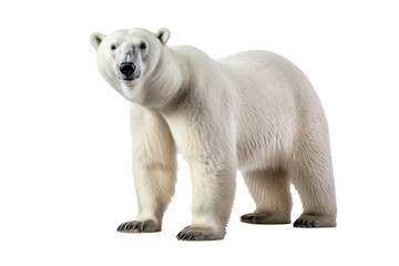 Fototapeta premium A polar bear isolated on a transparent background.