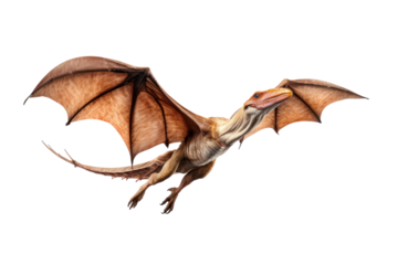 A Pteranodon Dinosaur isolated on a transparent background.