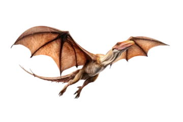 Fotobehang A Pteranodon Dinosaur isolated on a transparent background. © tong2530